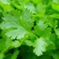 peršun, vitamini, peršun riznica zdravlja, ljekovitost peršuna, peršun kao diuretik, zdrava alternativa, alternativa za vas, zdravaalternativa.online, ljepota i zdravlje
