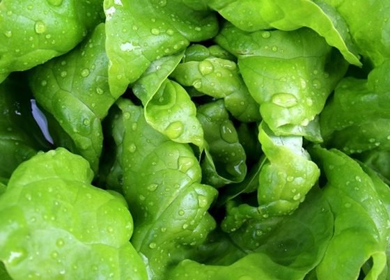 zelena salata, vitamini zelene salate, zelena salata recepti, recepti sa zelenom salatom, zdrava alternativa, alternativa za vas, zdravaalternativa.online