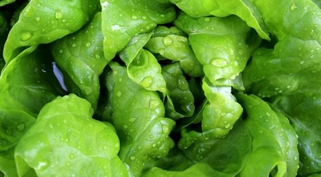 zelena salata, vitamini zelene salate, zelena salata recepti, recepti sa zelenom salatom, zdrava alternativa, alternativa za vas, zdravaalternativa.online