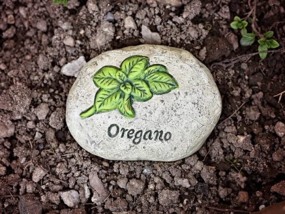 origano, ulje origana, Origano i ulje origana - Ljekovita svojstva, zdrava alternativa, koristi origana, zdrava krava, alternativa za vas, zdravaalternativa.online