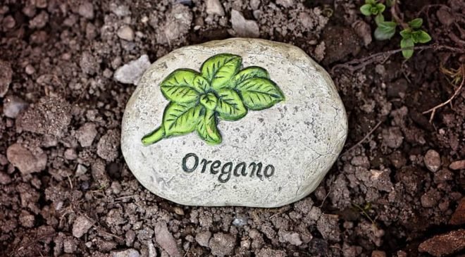 origano, ulje origana, Origano i ulje origana - Ljekovita svojstva, zdrava alternativa, koristi origana, zdrava krava, alternativa za vas, zdravaalternativa.online