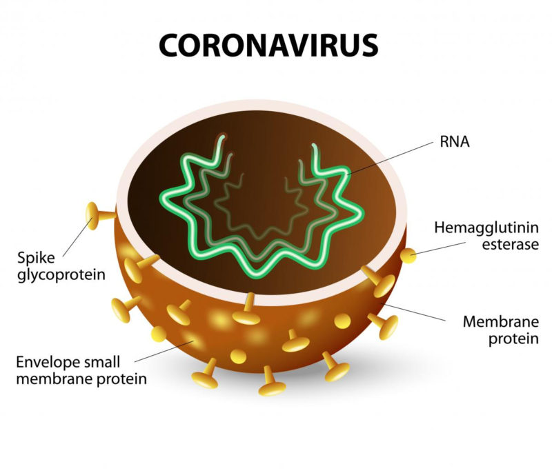 corona virus, covid 19, coronavirus, korona virus, korona virus sarajevo, zastita od korona virusa, zdravaalternativa.online