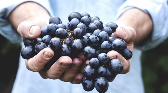 7 razloga zašto trebamo jesti grožđe, suho grožđe, grožđice, zdrava alternativa, zdrava hrana, nutricionizam